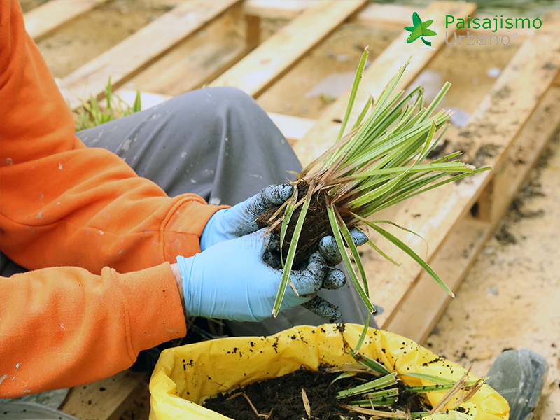 instalacion jardin vertical elche paisajismo urbano