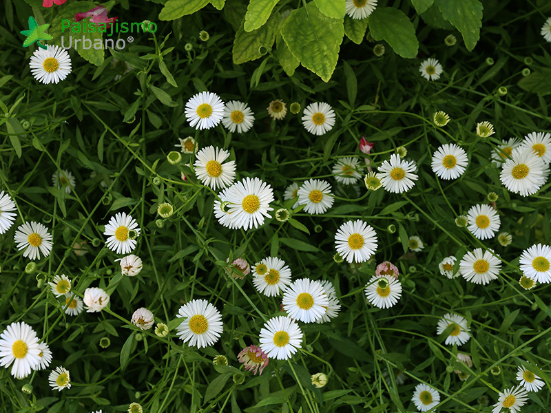 jardin vertical grupo marjal