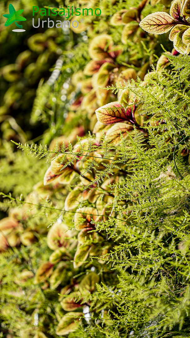 jardin vertical natural