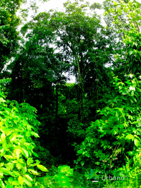 Chaparereducida-2