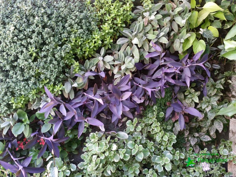 Jardines verticales en Argentina - Guillermo Albors 2 Paisajismo Urbano GuillermoAlbors8