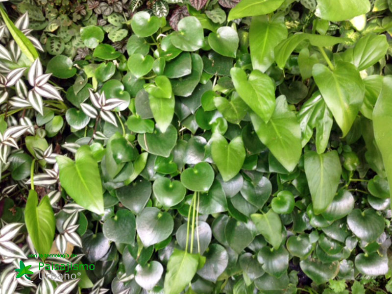 Jardines verticales en México, Puebla - Adriana Padrón 2 Paisajismo Urbano Jard_n-vertical-Adriana-Padr_n13