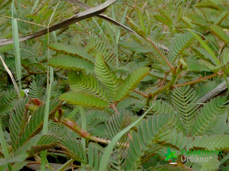 Madagascarreducida44