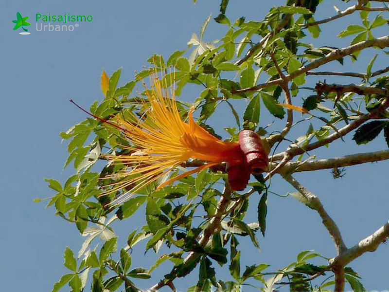 Madagascarreducida7