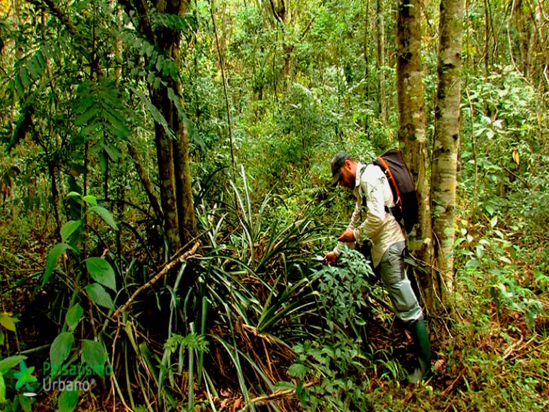Selva-Misiones-reducida9