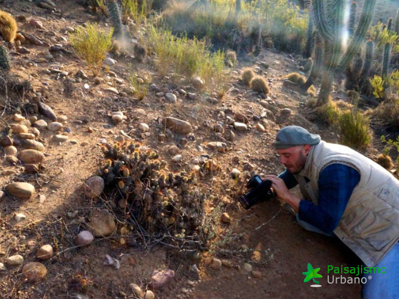 Expedición Botánica en el desierto chileno 24 Paisajismo Urbano desiertochileno-reducida1