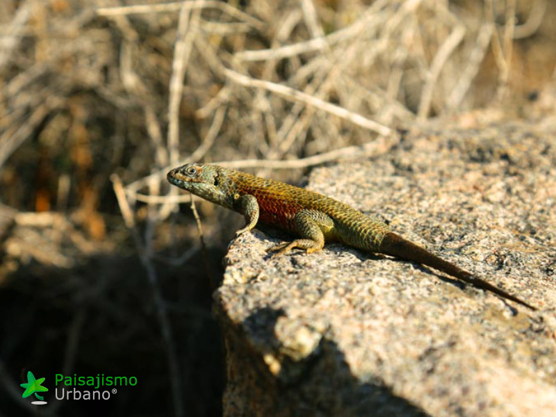 Expedición Botánica en el desierto chileno 14 Paisajismo Urbano desiertochileno-reducida11