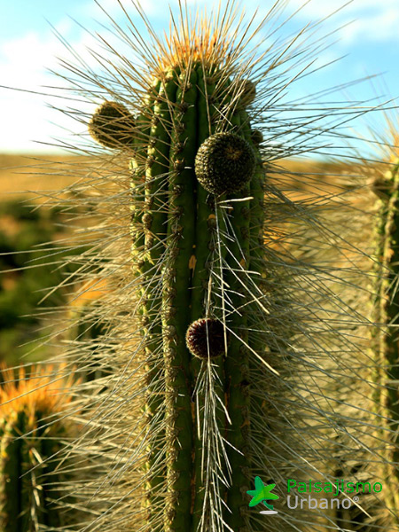 Expedición Botánica en el desierto chileno 13 Paisajismo Urbano desiertochileno-reducida12