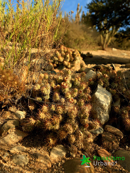 Expedición Botánica en el desierto chileno 12 Paisajismo Urbano desiertochileno-reducida13