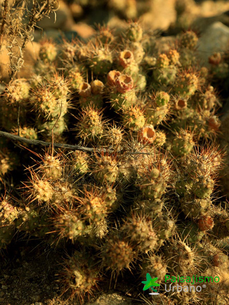Expedición Botánica en el desierto chileno 11 Paisajismo Urbano desiertochileno-reducida14