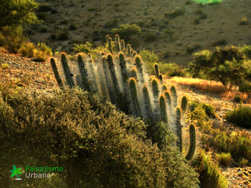 Expedición Botánica en el desierto chileno 10 Paisajismo Urbano desiertochileno-reducida15