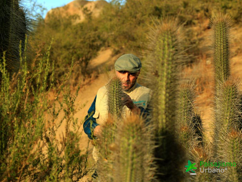 Expedición Botánica en el desierto chileno 9 Paisajismo Urbano desiertochileno-reducida16