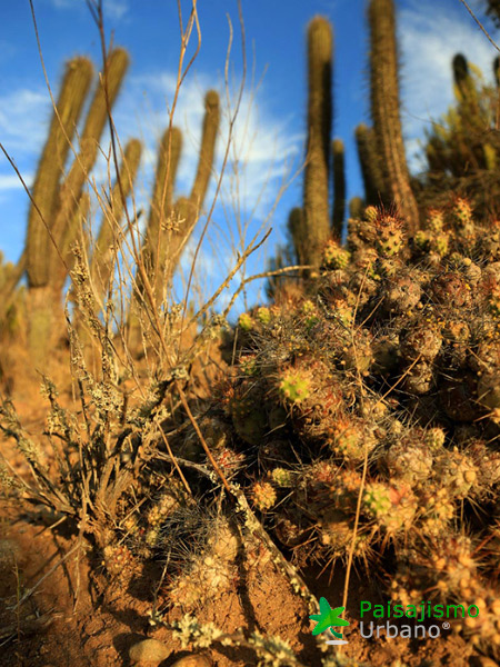Expedición Botánica en el desierto chileno 8 Paisajismo Urbano desiertochileno-reducida17