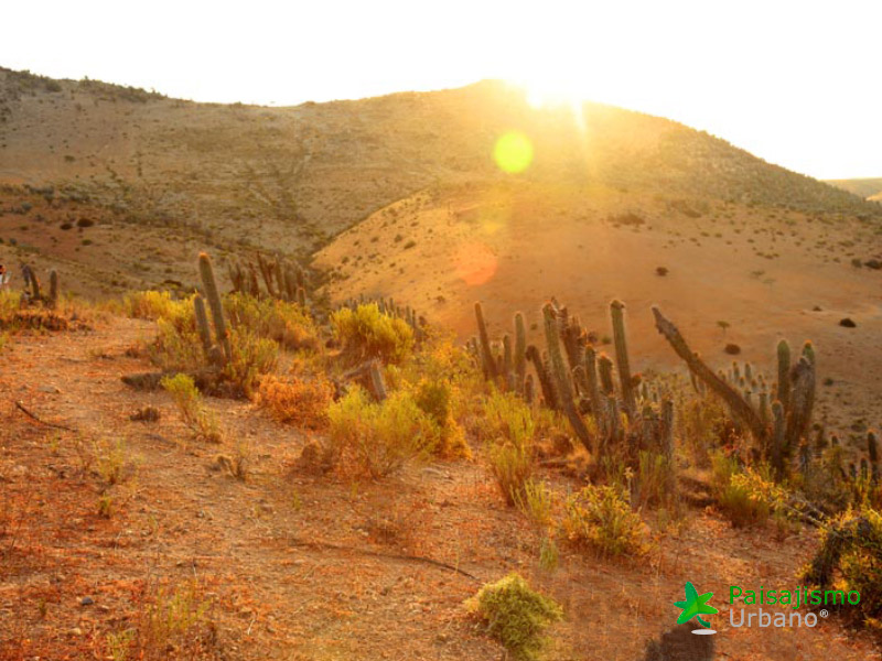 Expedición Botánica en el desierto chileno 7 Paisajismo Urbano desiertochileno-reducida18