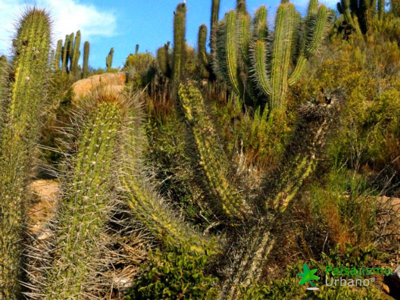 Expedición Botánica en el desierto chileno 23 Paisajismo Urbano desiertochileno-reducida2