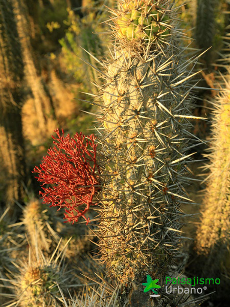 Expedición Botánica en el desierto chileno 5 Paisajismo Urbano desiertochileno-reducida20