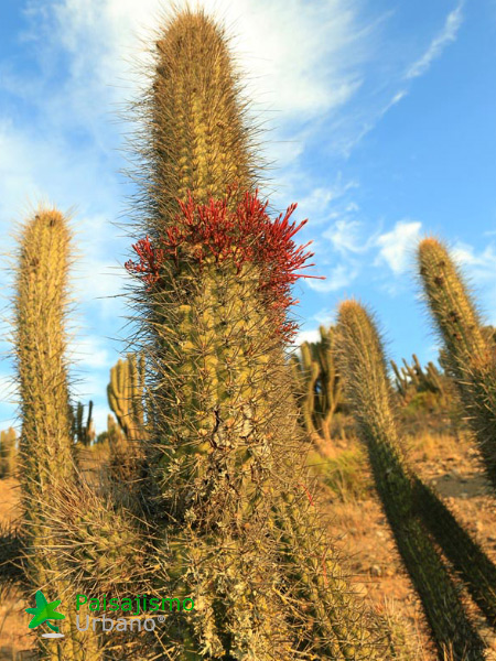 Expedición Botánica en el desierto chileno 4 Paisajismo Urbano desiertochileno-reducida21