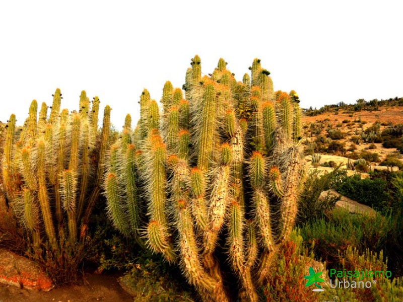 Expedición Botánica en el desierto chileno 3 Paisajismo Urbano desiertochileno-reducida22_1