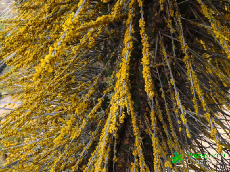 Expedición Botánica en el desierto chileno 22 Paisajismo Urbano desiertochileno-reducida3