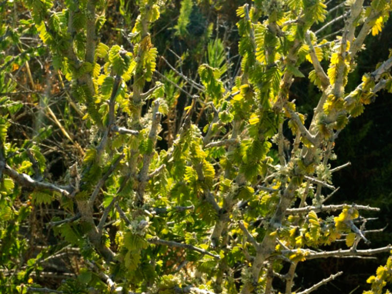 Expedición Botánica en el desierto chileno 20 Paisajismo Urbano desiertochileno-reducida5