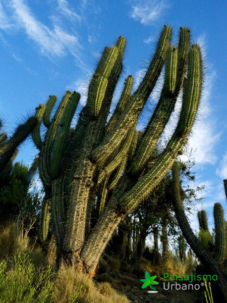 Expedición Botánica en el desierto chileno 19 Paisajismo Urbano desiertochileno-reducida6