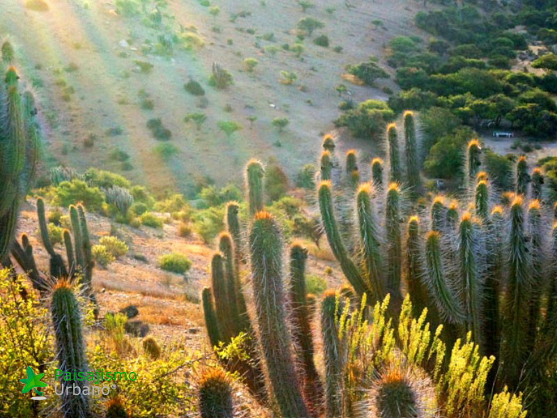 Expedición Botánica en el desierto chileno 18 Paisajismo Urbano desiertochileno-reducida7