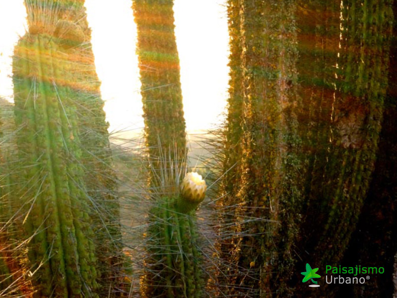 Expedición Botánica en el desierto chileno 16 Paisajismo Urbano desiertochileno-reducida9