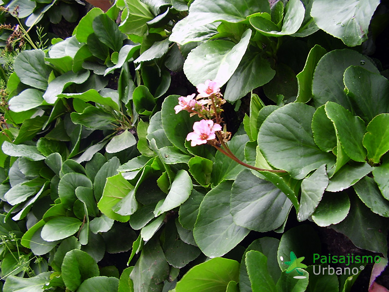 jardin vertical hotel gaia bogota