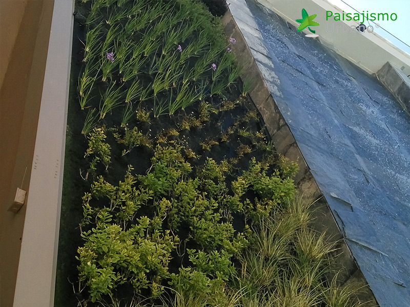 jardin vertical club grecia