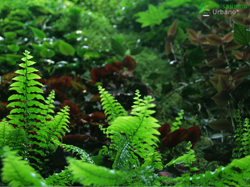 Jardín vertical restaurante Bálamo en Madrid​
