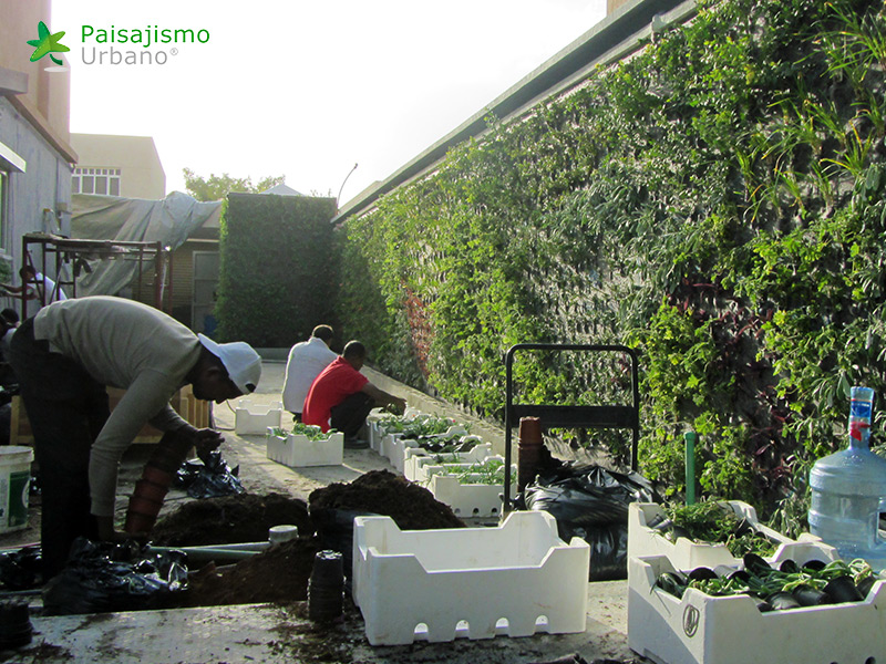 instalación de jardines verticales arabia