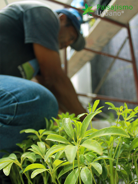 instalación de jardines verticales guatemala