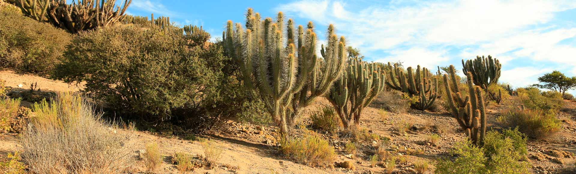 Expedición Botánica en el desierto chileno 1 Paisajismo Urbano investigacion botanica desierto chile ignacio solano
