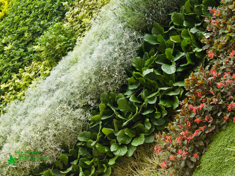 colaboradores paisajismo urbano