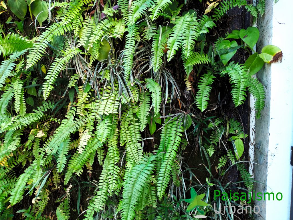 Jardín Vertical en el Grand Roatar Caribbean Resort en Honduras