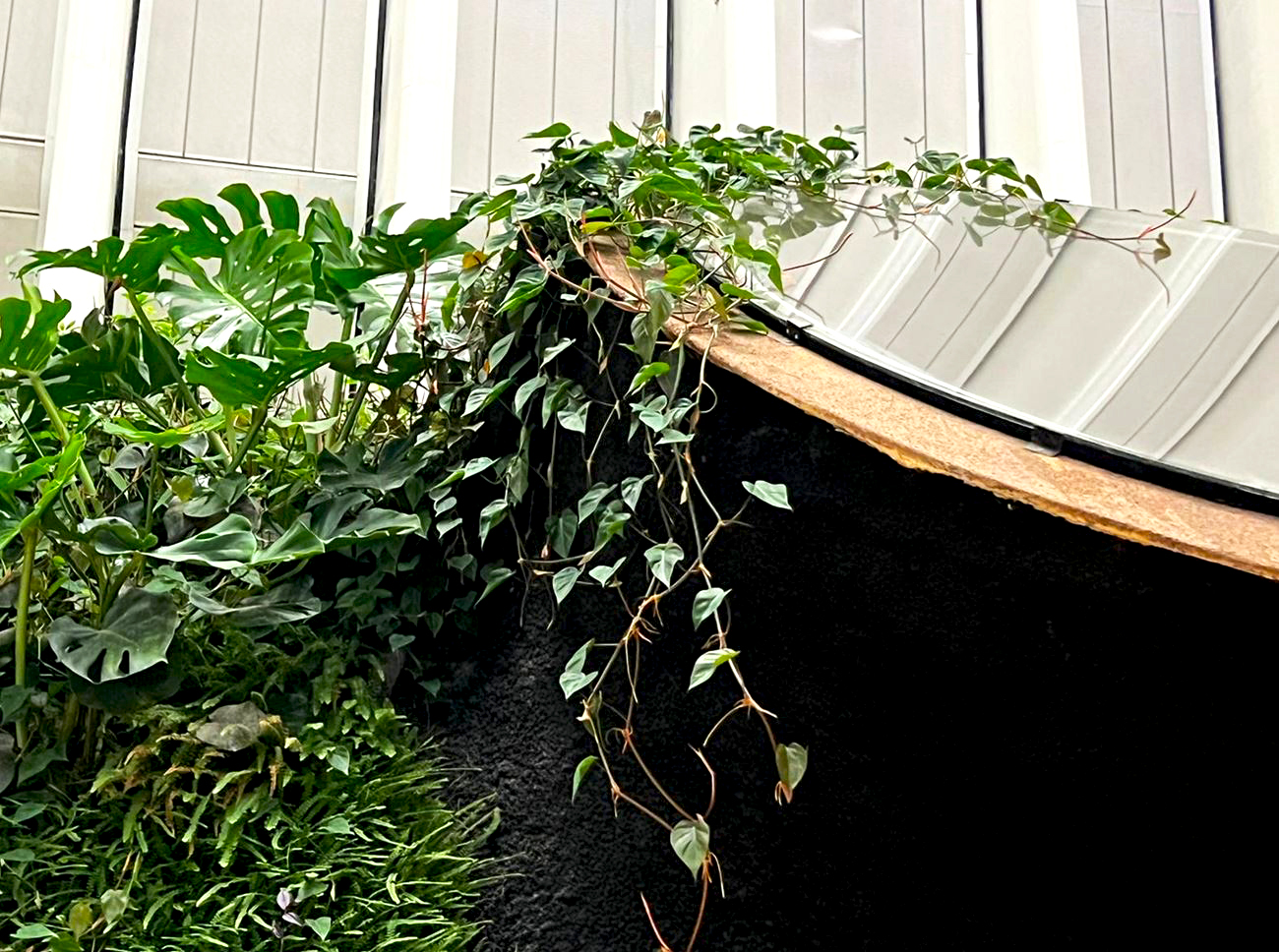 Ignacio Solano, el ceutí que ha creado el jardín vertical interior más grande de Europa 2 Paisajismo Urbano El ceutí Solano crea el más grande jardín vertical interior de Europa