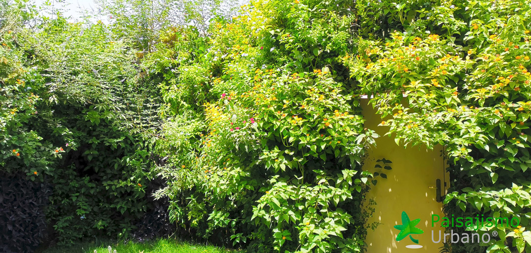 jardines verticales en arabia