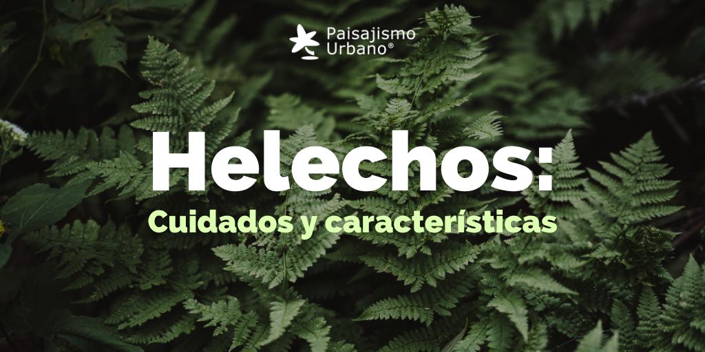 helechos