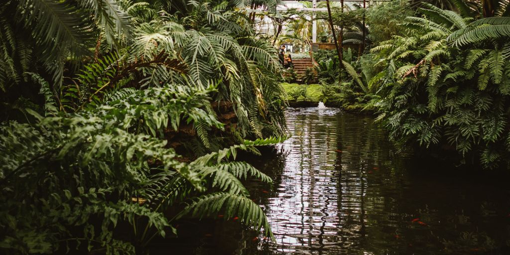 Helechos: Cuidados y características 6 Paisajismo Urbano jardines con helechos